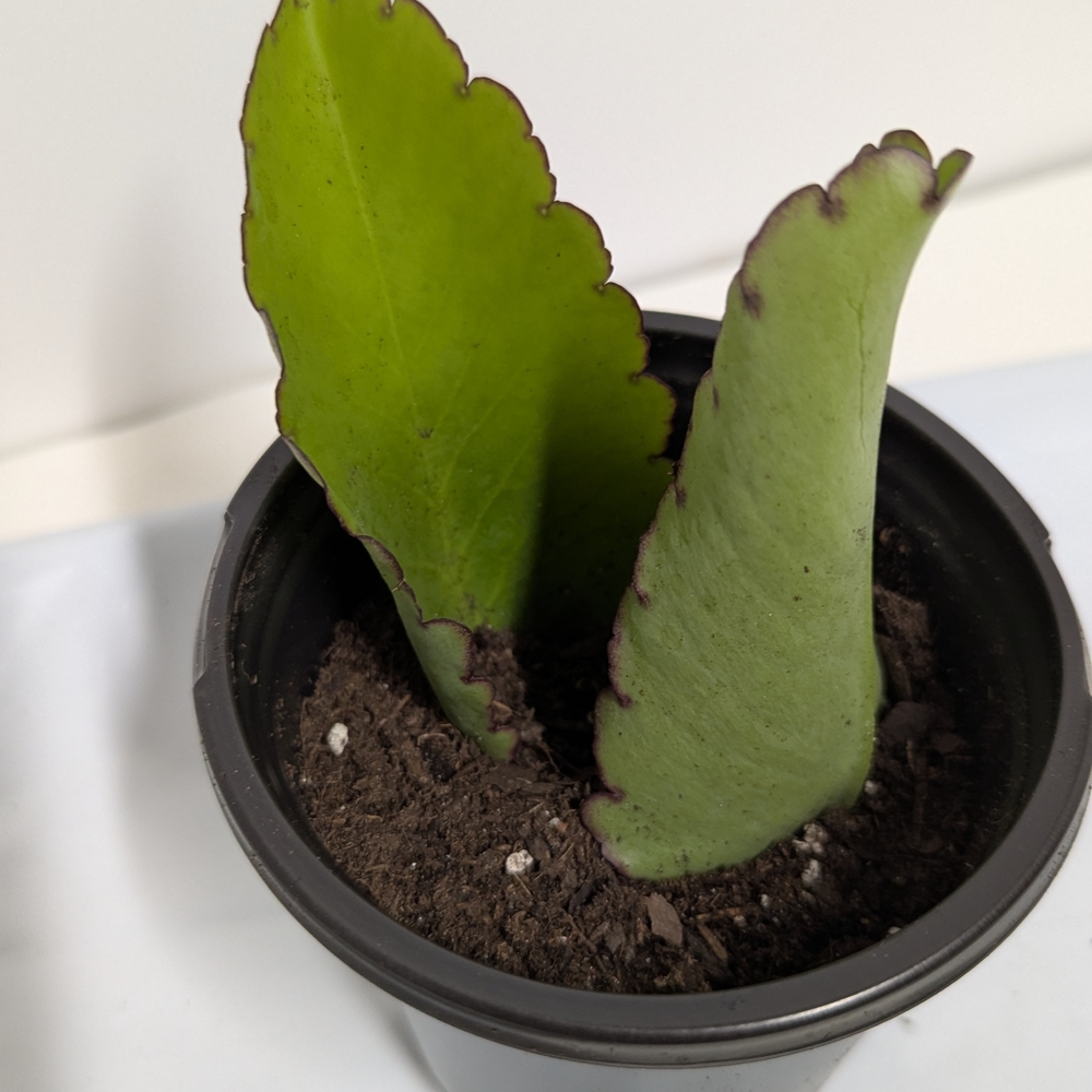 Kalanchoe Pinnata Leaves To Grow Organic Plants..Reptile Habitat Accessory